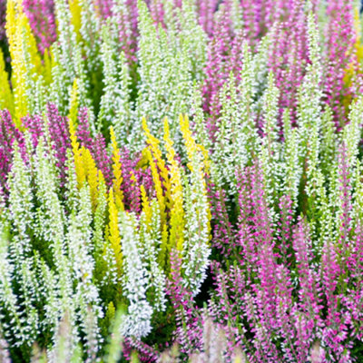 Gardeners Dream Heather Mix - Collection Of Evergreen Garden Plants, Colourful (12 Plants, 10-20Cm Height Including Pot)