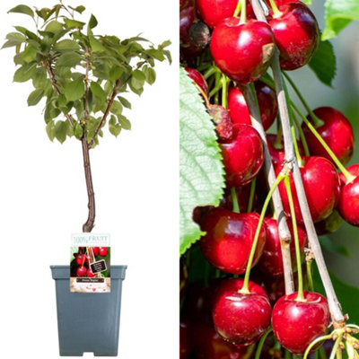 B&Q -  Cherry Regina Patio TreeDelicious Fruit-Bearing Tree For Uk Patio GardensOutdoor Plant (2-3Ft)