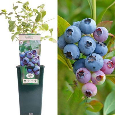 B&Q -  Blueberry BluecropVaccinium CorymbosumFruit-Bearing Shrub (30-50Cm Height Including Pot)