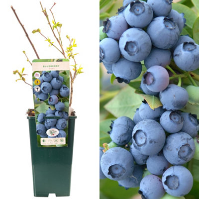 Gardeners Dream Blueberry DukeVaccinium CorymbosumFruit-Bearing Shrub (30-50Cm Height Including Pot) from B&Q