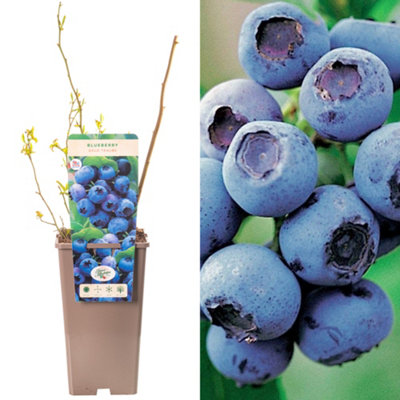 Gardeners Dream Blueberry GoldtraubeVaccinium CorymbosumFruit-Bearing Shrub (30-50Cm Height Including Pot) from B&Q