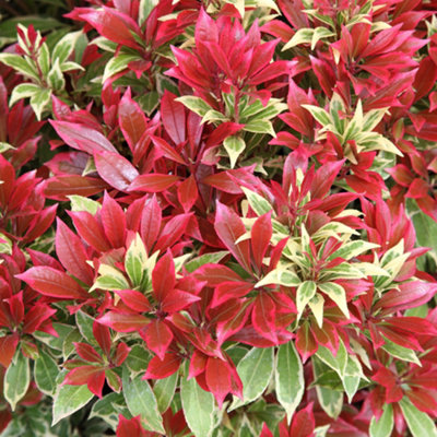 Gardeners Dream Pieris Carnaval Garden PlantVibrant Colour-Changing FoliageCompact Size (15-30Cm Height Including Pot) from B&Q