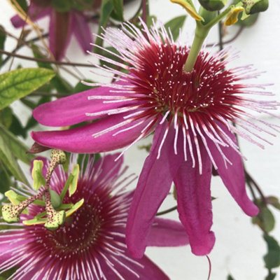 Gardeners Dream Passiflora 'anastasia' Passion Flower Climbing Outdoor Hardy Garden Plant In Pot9Cm Pot (20-30Cm Height Incl. Pot) from B&Q