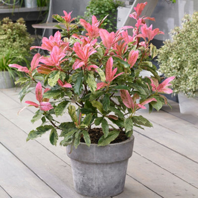 Gardeners Dream Photinia Pink Crispy Garden ShrubColorful FoliageCompact Size (15-25Cm Height Including Pot) from B&Q