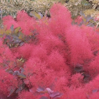 Gardeners Dream Cotinus Ruby GlowRichly Colored FoliageEye-CatchingSun Or Partial Shade (20-30Cm Height Including Pot) from B&Q