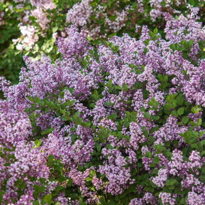 Gardeners Dream Syringa Miss Kim Dwarf Lilac Deciduous Garden Shrub Purple Flowers In Plant Pot9Cm Pot (20-30Cm) from B&Q