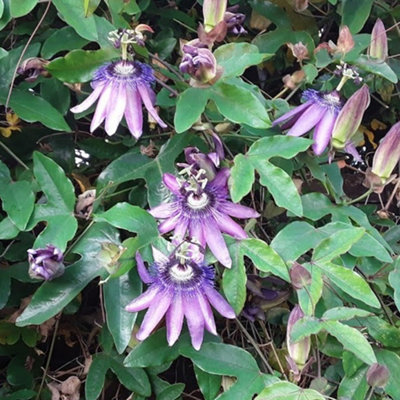 Gardeners Dream Passiflora Amethyst Passion Flower Outdoor Evergreen Garden Hardy Climber In Pot9Cm Pot (20-30Cm Height Incl. Pot) from B&Q