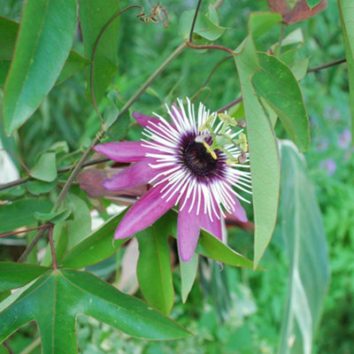 Gardeners Dream Passiflora Victoria Garden PlantExotic BloomsCompact Size (20-30Cm Height Including Pot) from B&Q