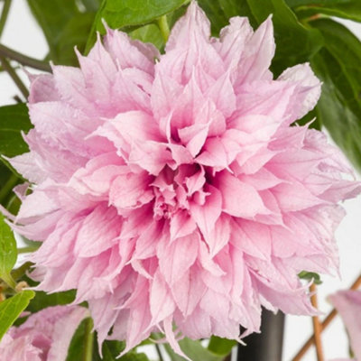 B&Q -  Clematis Multi PinkPink BloomsClimbing VineMorning Sun (20-30Cm Height Including Pot)