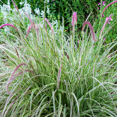 B&Q -  Pennisetum Cherry Sparkler Garden PlantStriking FoliageCompact Size (20-30Cm Height Including Pot)
