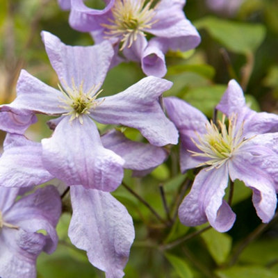 Gardeners Dream Clematis Prince CharlesViolet BloomsClimbing VineMorning Sun (20-30Cm Height Including Pot) from B&Q