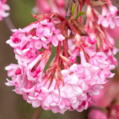 Gardeners Dream Viburnum Charles LamontFragrant Flowering ShrubPink Blossoms (20-30Cm Height Including Pot) from B&Q