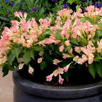 Gardeners Dream Weigela All Summer Peach (9Cm) from B&Q