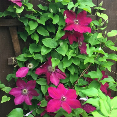 Gardeners Dream Clematis WesterplatteMaroon BloomsClimbing VineMorning Sun (20-30Cm Height Including Pot) from B&Q