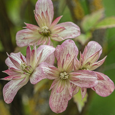 Gardeners Dream Clematis Montana Marjorie Variety Deciduous Outdoor Garden Climber Plant In Pot9Cm Pot (20-30Cm Height Incl. Pot) from B&Q