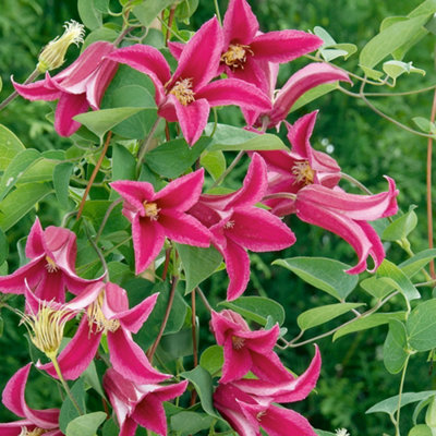 Gardeners Dream Clematis Princess DianaPink BloomsClimbing VineMorning Sun (20-30Cm Height Including Pot) from B&Q