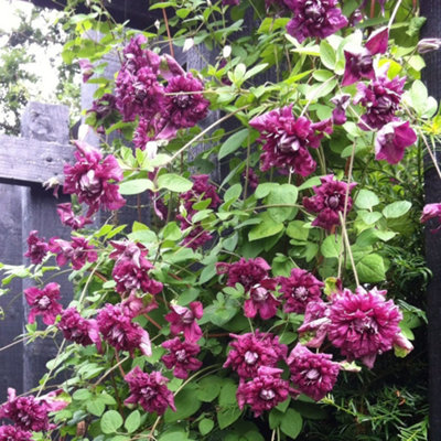 B&Q -  Clematis Purpurea Plena ElegansDouble Purple BloomsClimbing VineMorning Sun (20-30Cm Height Including Pot)