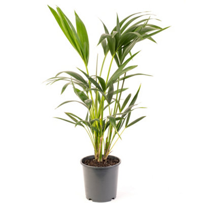 Gardeners Dream Howea ForsterianaIndoor House Plant For Home OfficeKitchenLiving RoomPotted Houseplant (70-80Cm Height Including Pot) from B&Q