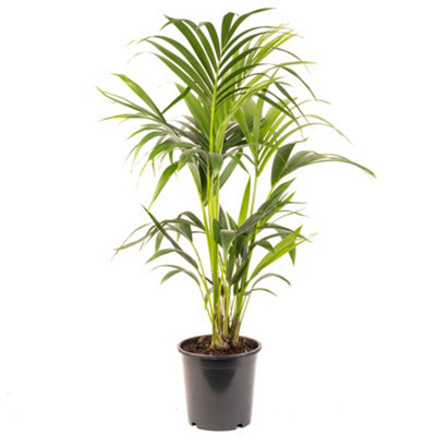 Gardeners Dream Howea ForsterianaIndoor House Plant For Home OfficeKitchenLiving RoomPotted Houseplant (90-100Cm Height Including Pot) from B&Q