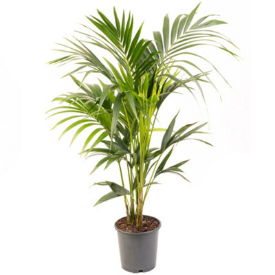 Gardeners Dream Howea ForsterianaIndoor House Plant For Home OfficeKitchenLiving RoomPotted Houseplant (120-140Cm Height Including Pot) from B&Q