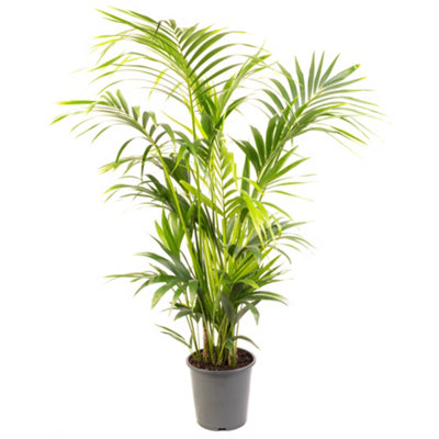 Gardeners Dream Howea ForsterianaIndoor House Plant For Home OfficeKitchenLiving RoomPotted Houseplant (140-160Cm Height Including Pot) from B&Q