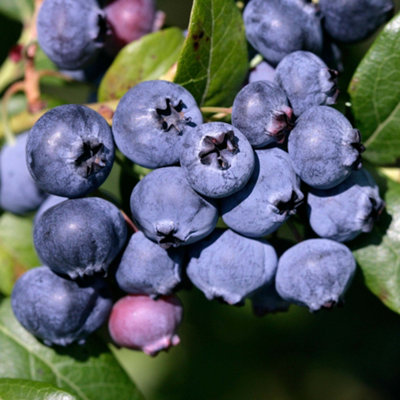 B&Q -  Blueberry Powder BlueCompact ShrubEdible Berries (20-30Cm Height Including Pot)
