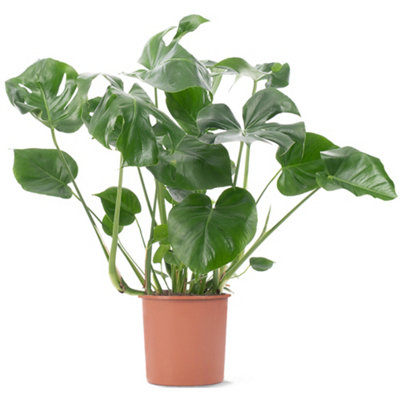 Gardeners Dream Monstera DeliciosaTrendy And Lush Indoor Plant For Interior Spaces (80-90Cm Height Including Pot) from B&Q
