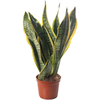 Gardeners Dream Sansevieria LaurentiiIndoor House Plant For Home OfficeKitchenLiving RoomPotted Houseplant (30-40Cm) from B&Q