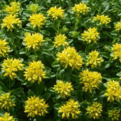Gardeners Dream Sedum Little Miss Sunshine (9Cm) from B&Q