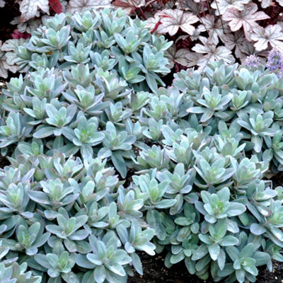 Gardeners Dream Sedum Marina (9Cm) from B&Q