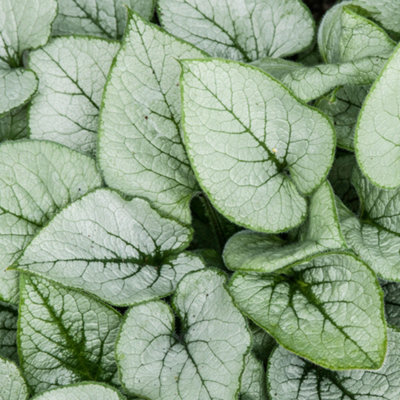 B&Q -  Brunnera Looking GlassSilver Variegated FoliageShade-LovingCompact Size (15-30Cm Height Including Pot)