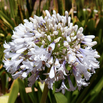 Gardeners Dream Agapanthus Arctic StarAgapanthus AfricanusDeciduous Perennial (10-20Cm Height Including Pot) from B&Q