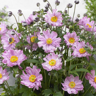 Gardeners Dream Anemone Fantasy PocahontasVibrant Pink BloomsCompact Size (15-30Cm Height Including Pot) from B&Q