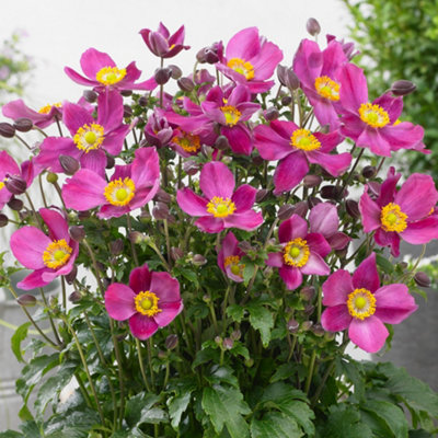 Gardeners Dream Anemone Fantasy Red Riding HoodRich Pink BloomsCompact Size (15-30Cm Height Including Pot) from B&Q