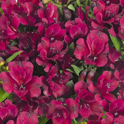 Gardeners Dream Alstroemeria Dark PurpleRichly Colored Peruvian Lily (15-30Cm Height Including Pot) from B&Q