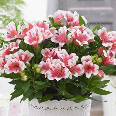 Gardeners Dream Alstroemeria MayaVibrant Peruvian Lily (15-30Cm Height Including Pot) from B&Q