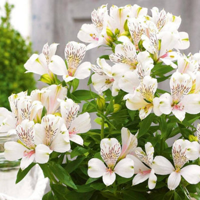 Gardeners Dream Alstroemeria Inticancha WhiteEnchanting White Peruvian Lily (15-30Cm Height Including Pot) from B&Q