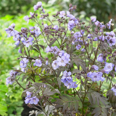 Gardeners Dream Polemonium Heaven Scent (9Cm) from B&Q