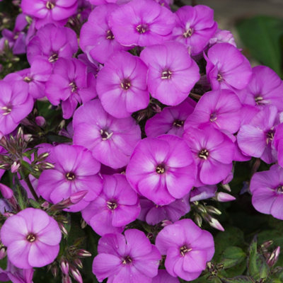  - Gardeners Dream Phlox Ka-Pow Lavender (9Cm)