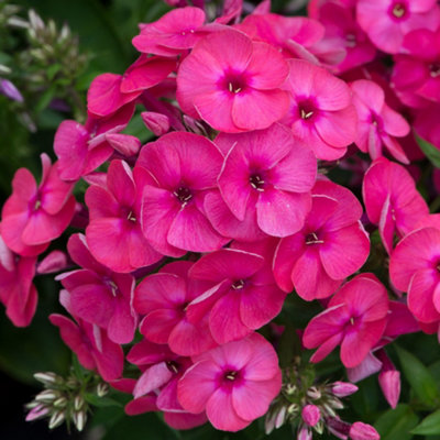  - Gardeners Dream Phlox Ka-Pow Pink (9Cm)