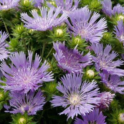 - Gardeners Dream Stokesia Mels Blue (9Cm)