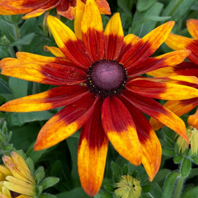 Gardeners Dream Rudbeckia Sunbeckia Mia (9Cm) from B&Q