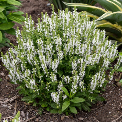 Gardeners Dream Salvia Bumblesnow (9Cm) from B&Q
