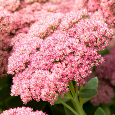Gardeners Dream Sedum Herbstfreude (9Cm) from B&Q