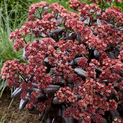 Gardeners Dream Sedum Touchdown Teak (9Cm) from B&Q