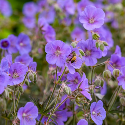 Gardeners Dream Geranium Boom ChocolattaPurple FlowersDeep Coloured FoliageCompact Size (20-30Cm Height Including Pot) from B&Q