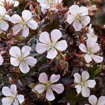 Gardeners Dream Geranium Black And WhiteStunning Dark FoliageWhite FlowersHardyCompact Size (20-30Cm Height Including Pot) from B&Q