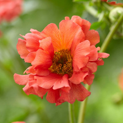 Gardeners Dream Geum Coral TempestCoral FlowersPerennial PlantHardyCompact Size (15-30Cm Height Including Pot) from B&Q
