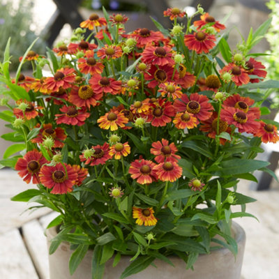 Gardeners Dream Helenium Strawberry SundaeOrange-Red FlowersPerennial PlantCompact Size (15-30Cm Height Including Pot) from B&Q
