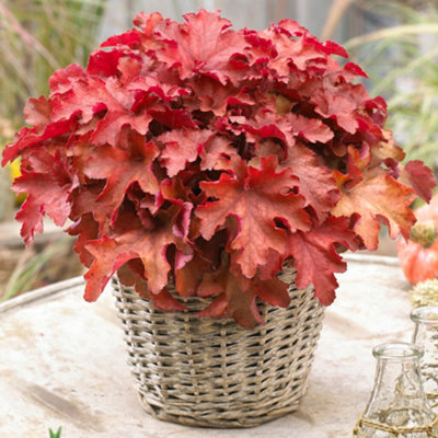 Gardeners Dream Heuchera Cranberry Garden PlantRich Red FoliageCompact Size (15-30Cm Height Including Pot) from B&Q